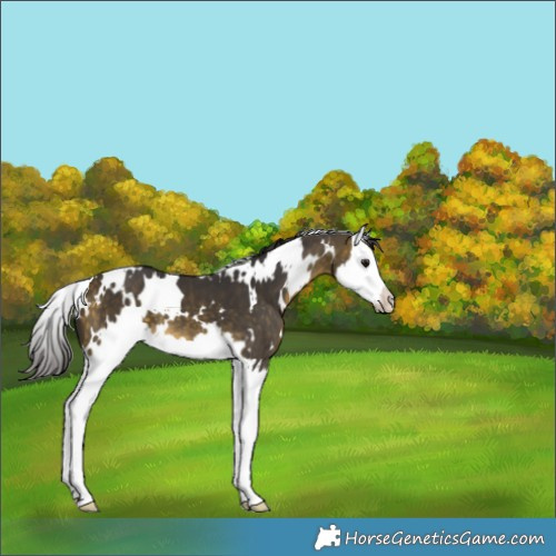 Horse Color:White Spotted Buckskin Splash 
