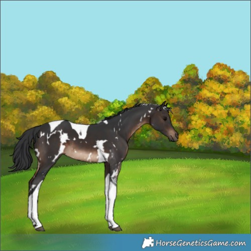 Horse Color:White Spotted Brown Tobiano 
