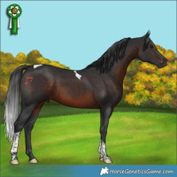 Horse Color:Brown Tobiano 