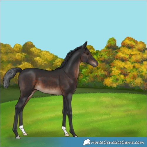 Horse Color:Brown 