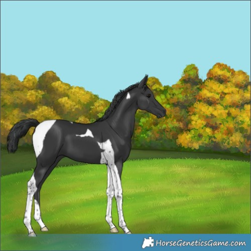Horse Color:Black Tobiano 