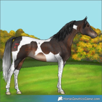 Horse Color:Brown Tobiano 