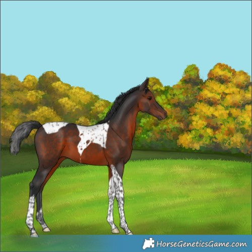 Horse Color:Brown Tobiano