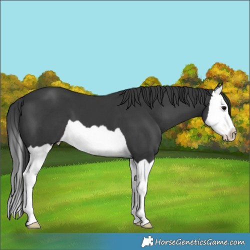 Horse Color:Black Splash 