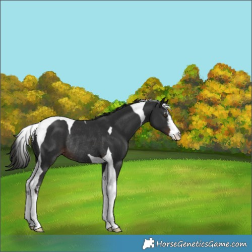Horse Color:White Spotted Liver Chestnut Tobiano Rabicano