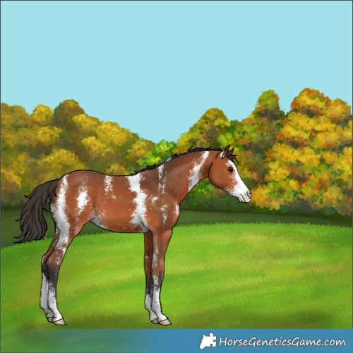 Horse Color:Bay Sabino 