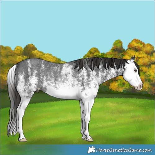 Horse Color:White Spotted Liver Chestnut Splash Rabicano 