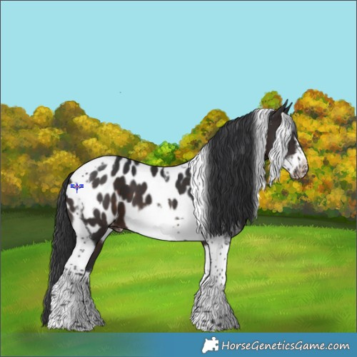 Horse Color:Brown Tobiano Frame Near Leopard 
