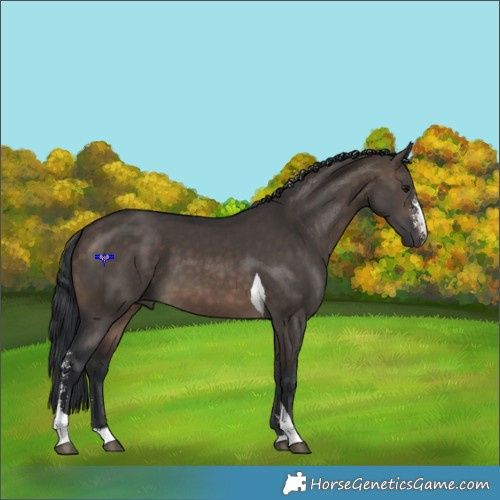 Horse Color:Brown Dun Sabino Tobiano 