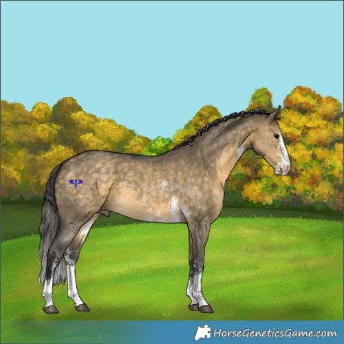 Horse Color:Buckskin Dun Sabino 
