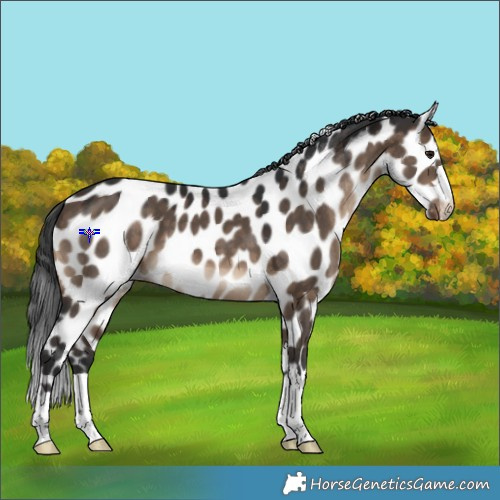 Horse Color:Brown Dun Near Leopard 