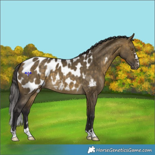 Horse Color:Buckskin Dun Blanket 