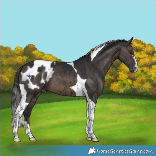 Horse Color:Brown Dun Tobiano Appaloosa Brindle 