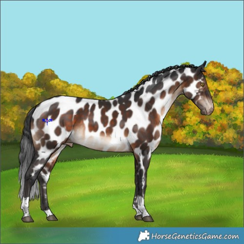 Horse Color:Brown Tobiano Appaloosa 