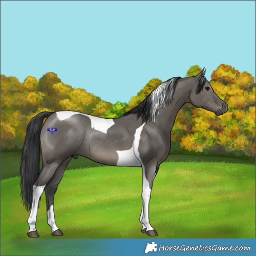 Horse Color:Grullo Tobiano Rabicano 