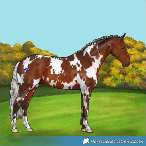 Horse Color:White Spotted Silver Brown 
