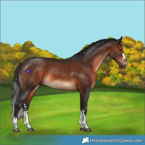 Horse Color:Brown 