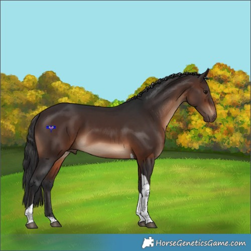 Horse Color:Brown Tobiano 