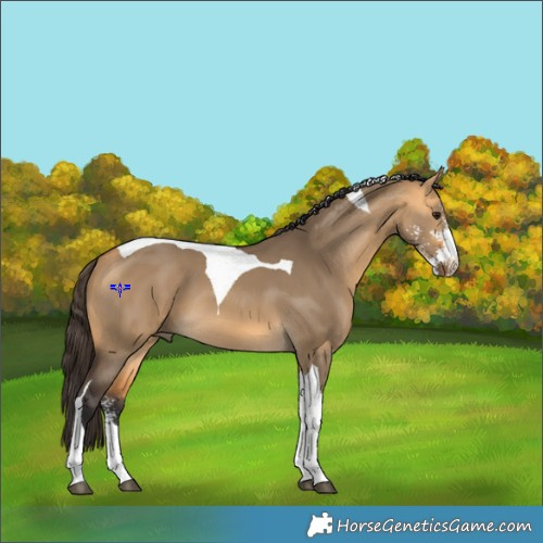 Horse Color:Buckskin Dun Sabino Tobiano 