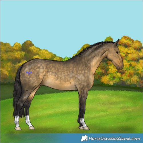 Horse Color:Buckskin Dun 