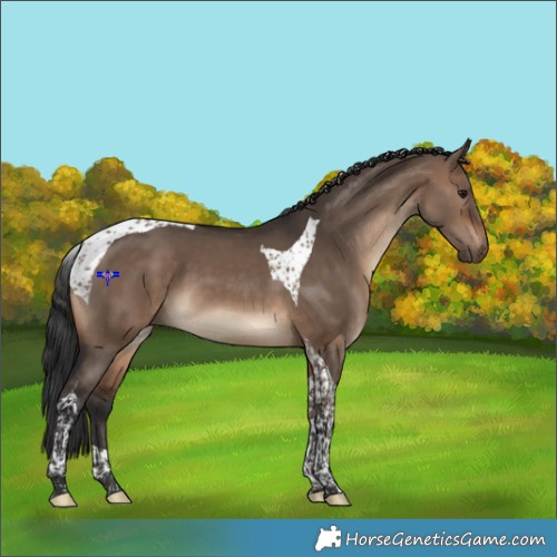 Horse Color:Brown Dun Tobiano 
