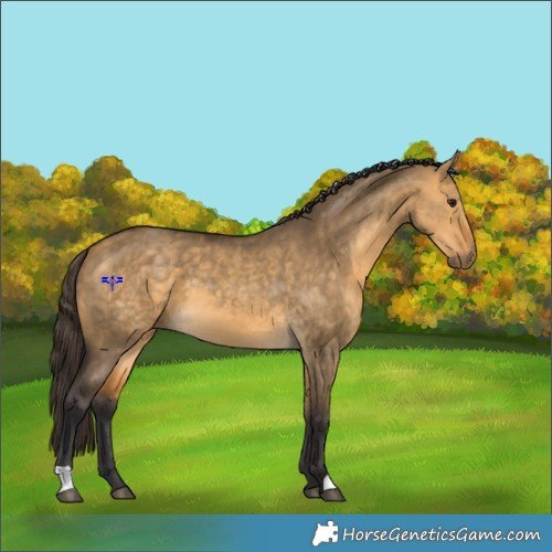 Horse Color:Buckskin Dun 