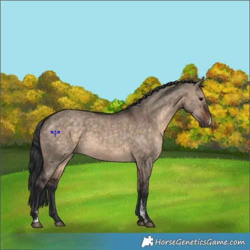 Horse Color:Brown Dun Sabino 
