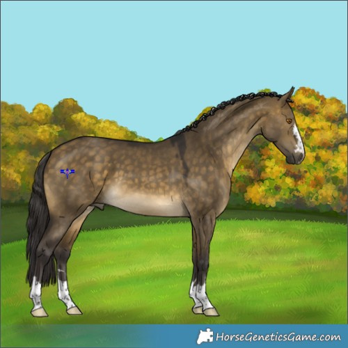 Horse Color:Buckskin Dun 