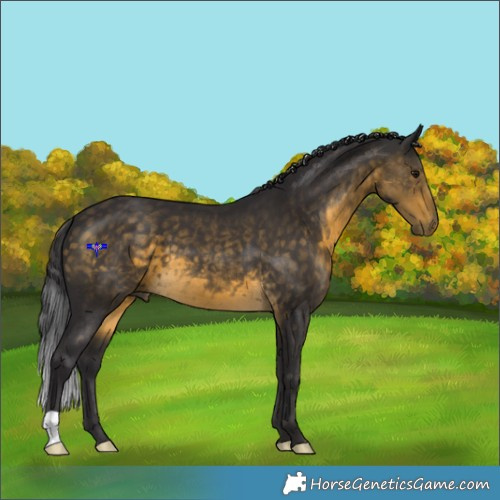 Horse Color:Buckskin 