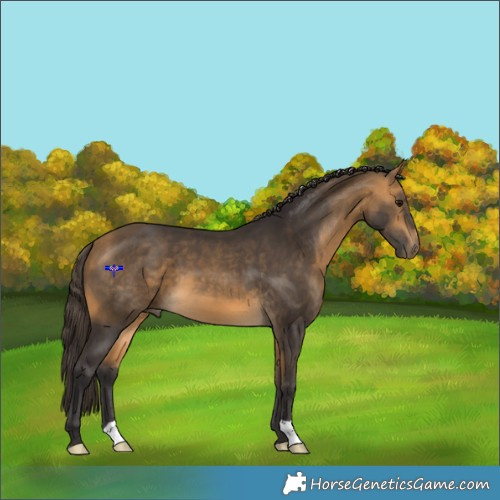 Horse Color:Buckskin 