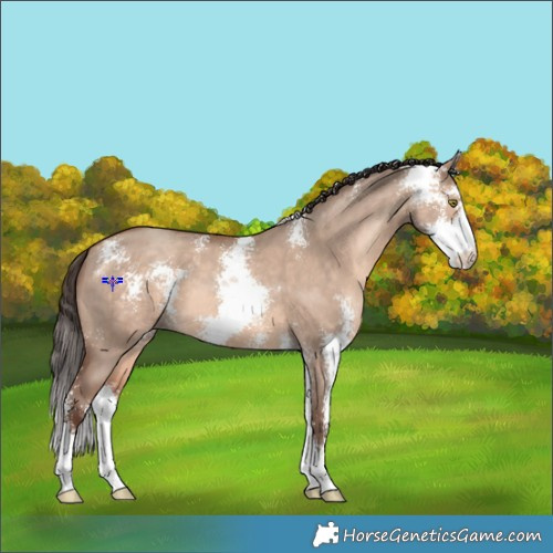 Horse Color:Amber Champagne Dun Sabino 