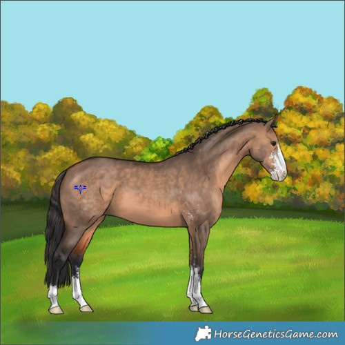 Horse Color:Brown Dun Sabino 