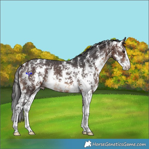 Horse Color:Brown Sabino 