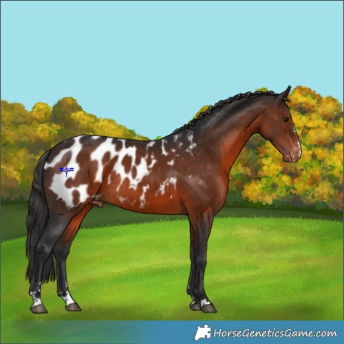 Horse Color:Brown Appaloosa Rabicano 