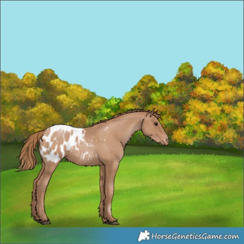 Horse Color:Black Pearl Appaloosa