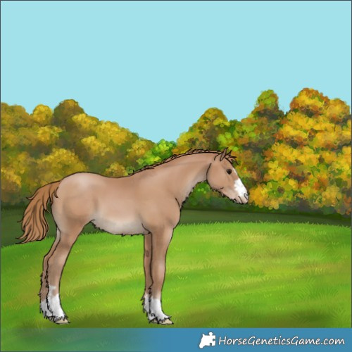 Horse Color:Black Pearl Appaloosa 