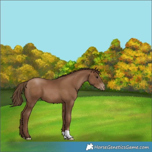 Horse Color:Gray Black Pearl Appaloosa 