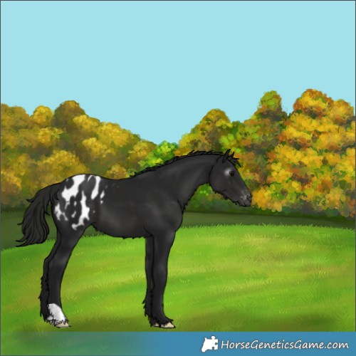 Horse Color:Gray Black Appaloosa 