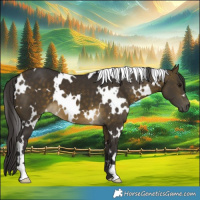Horse Color:White Spotted Buckskin 