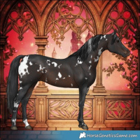 Horse Color:White Spotted Brown 