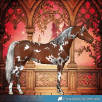 Horse Color:White Spotted Silver Bay Rabicano 
