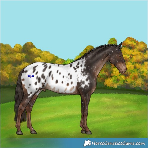 Horse Color:Liver Chestnut Appaloosa 