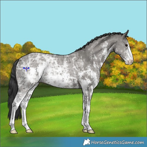 Horse Color:Grullo Ice Sabino 