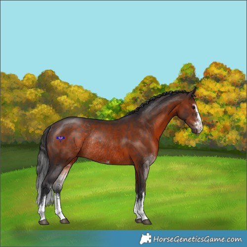 Horse Color:Brown Rabicano 