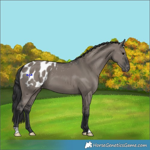 Horse Color:Grullo Appaloosa 