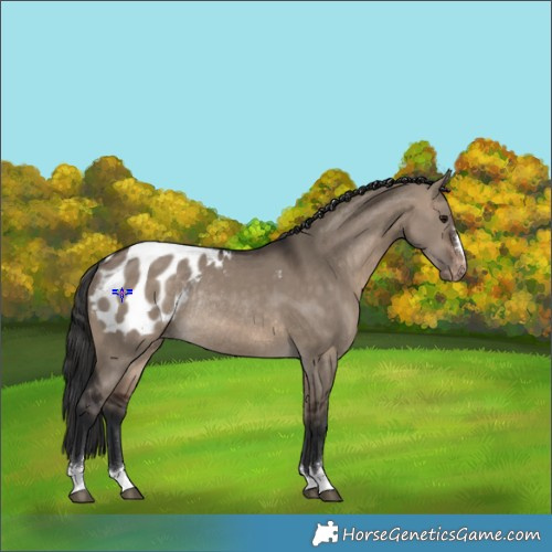 Horse Color:Brown Dun Blanket Rabicano 