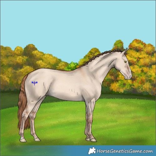 Horse Color:Gold Champagne Dun Splash 