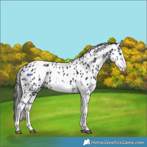 Horse Color:White Spotted Black Splash Tobiano Frame Appaloosa 