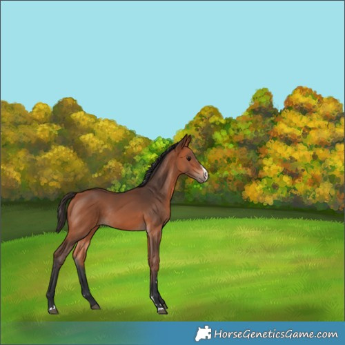 Horse Color:Bay Rabicano 