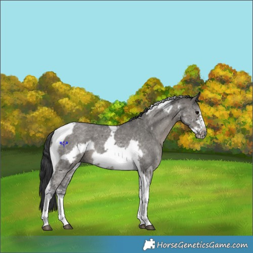 Horse Color:Grullo Sabino Tobiano Frame 